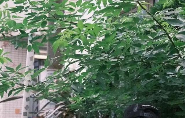 르세라핌 사쿠라